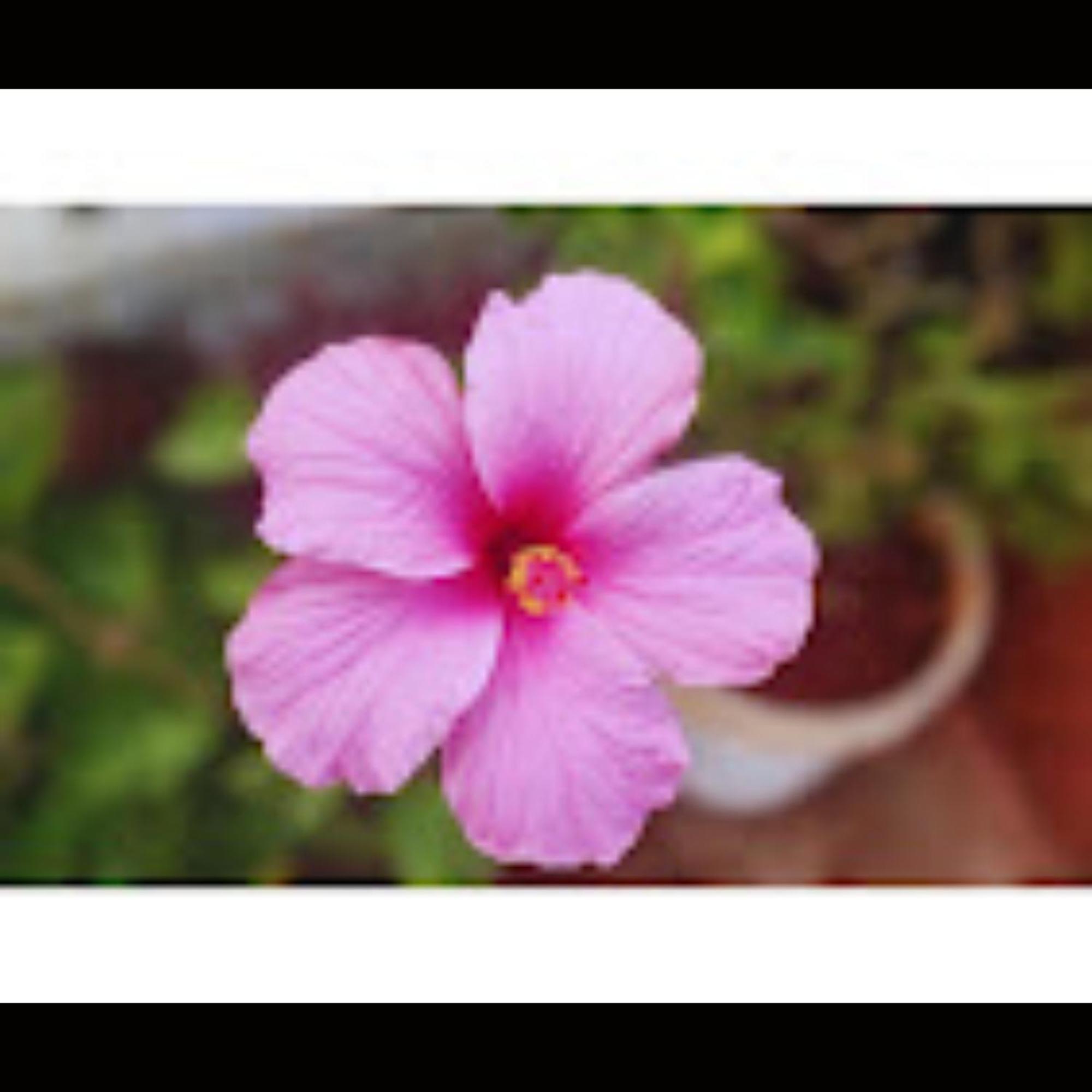 Hotel Strawberry County Panchgani Exterior foto