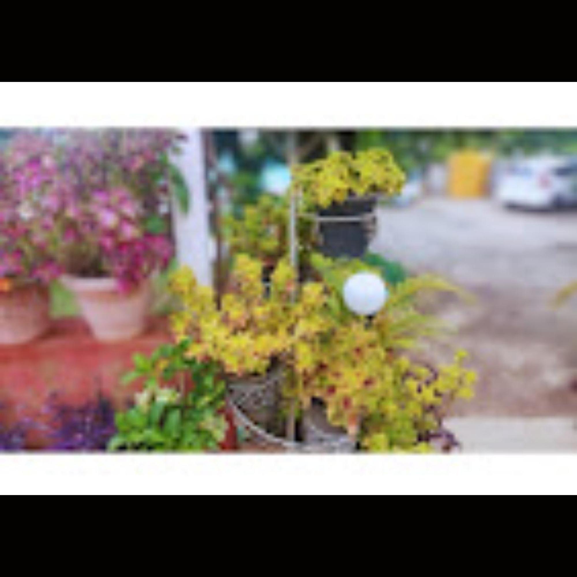 Hotel Strawberry County Panchgani Exterior foto