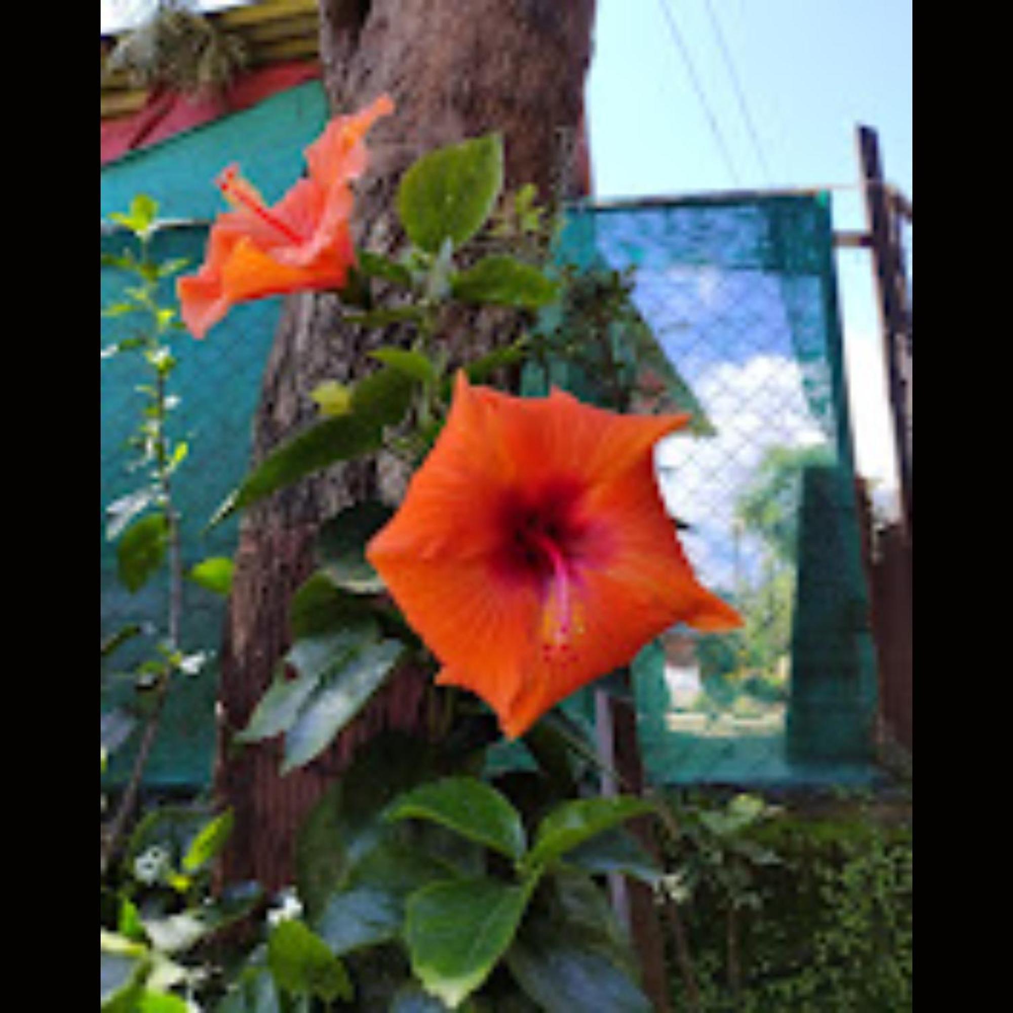 Hotel Strawberry County Panchgani Exterior foto