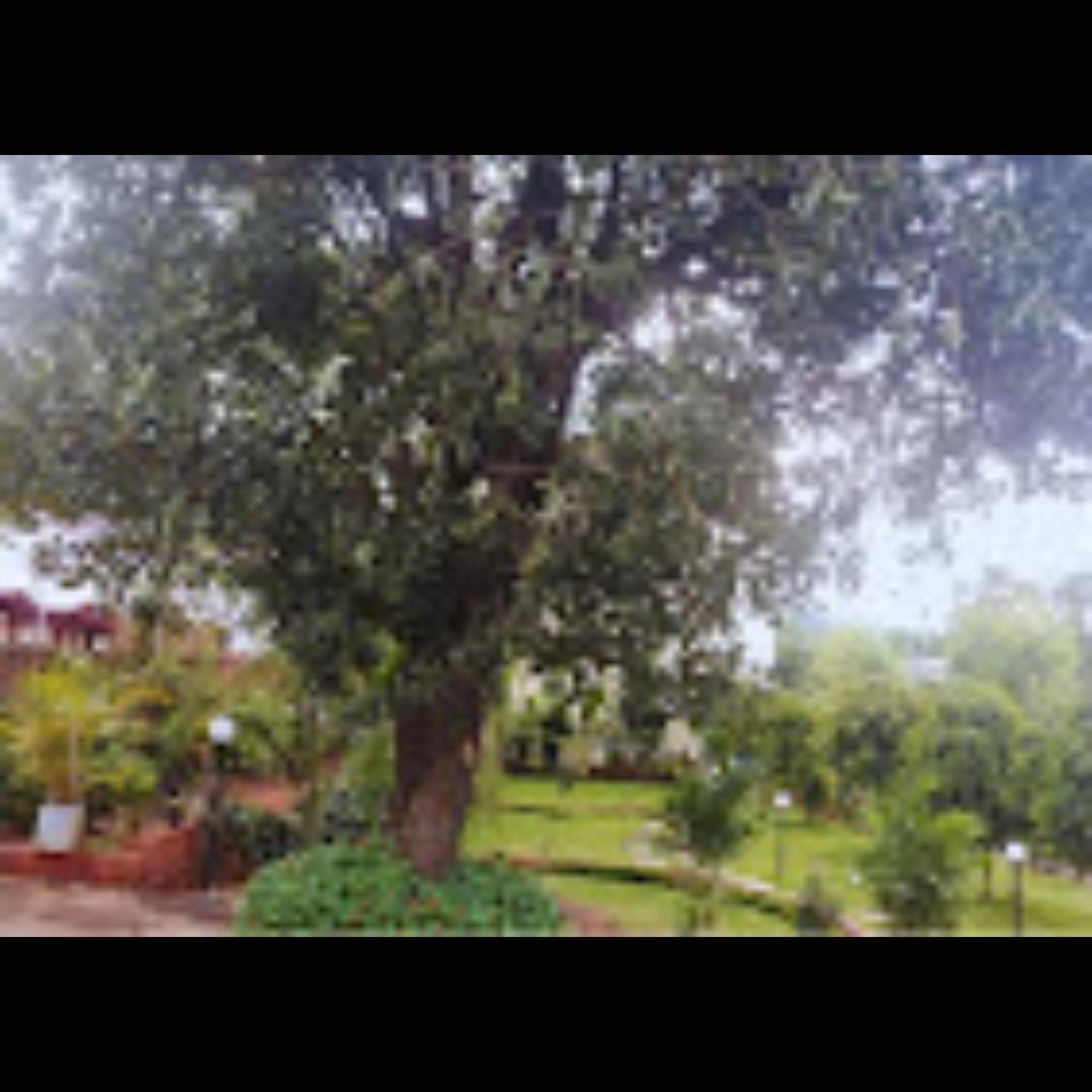 Hotel Strawberry County Panchgani Exterior foto