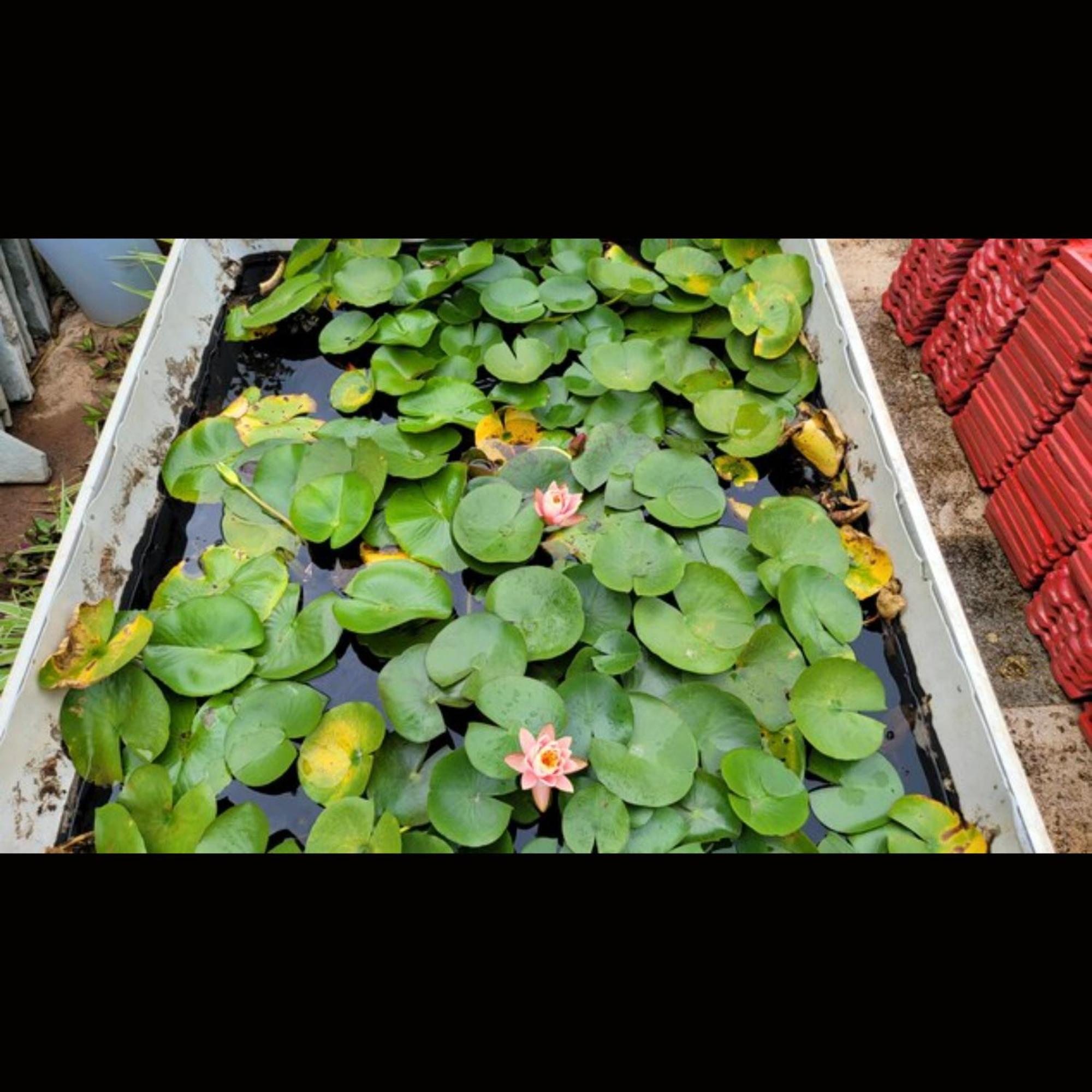 Hotel Strawberry County Panchgani Exterior foto